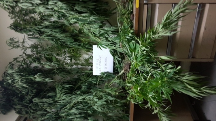 &Pi;&omicron;&lambda;&iota;&tau;&iota;&kappa;ά &Epsilon;&upsilon;&beta;&omicron;ί&alpha;&sigmaf;-&Sigma;&upsilon;&nu;&epsilon;&lambda;ή&phi;&theta;&eta; 58&chi;&rho;&omicron;&nu;&eta; &gamma;&iota;&alpha; &kappa;&alpha;&lambda;&lambda;&iota;έ&rho;&gamma;&epsilon;&iota;&alpha; &delta;&epsilon;&nu;&delta;&rho;&upsilon;&lambda;&lambda;ί&omega;&nu; &kappa;ά&nu;&nu;&alpha;&beta;&eta;&sigmaf;