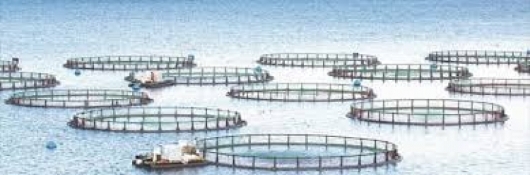 &Delta;ή&mu;&omicron;&sigmaf; &Kappa;ύ&mu;&eta;&sigmaf; &Alpha;&lambda;&iota;&beta;&epsilon;&rho;ί&omicron;&upsilon;-&Alpha;&nu;&tau;&iota;&delta;&rho;ά&sigma;&epsilon;&iota;&sigmaf; &sigma;&epsilon; &mu;&epsilon;&tau;&epsilon;&gamma;&kappa;&alpha;&tau;ά&sigma;&tau;&alpha;&sigma;&eta; &iota;&chi;&theta;&upsilon;&omicron;&kappa;&alpha;&lambda;&lambda;&iota;&epsilon;&rho;&gamma;&epsilon;&iota;ώ&nu;