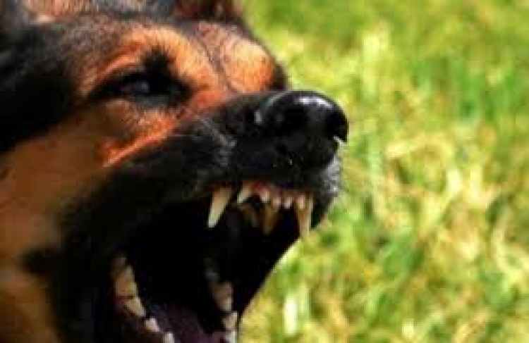 &Epsilon;&rho;έ&tau;&rho;&iota;&alpha;-&Sigma;&kappa;ύ&lambda;&omicron;&sigmaf; &delta;ά&gamma;&kappa;&omega;&sigma;&epsilon; &nu;&epsilon;&alpha;&rho;ό &sigma;&epsilon; &mu;&eta;&chi;&alpha;&nu;ά&kappa;&iota;!!!