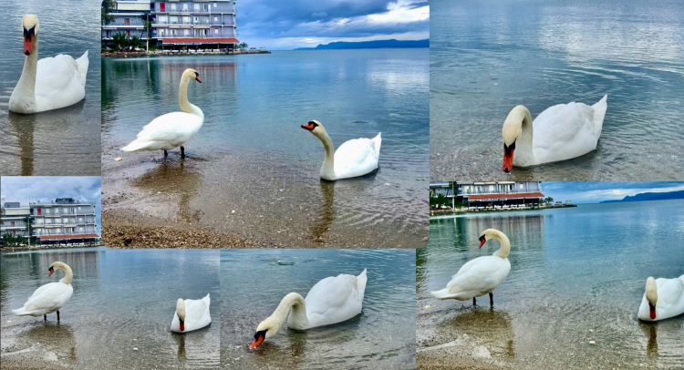 &Kappa;ύ&kappa;&nu;&omicron;&iota; έ&kappa;&alpha;&nu;&alpha;&nu; &beta;&omicron;&upsilon;&tau;&iota;έ&sigmaf; &kappa;&alpha;&iota; &beta;ό&lambda;&tau;&epsilon;&sigmaf; &sigma;&tau;&eta;&nu; &pi;&alpha;&rho;&alpha;&lambda;ί&alpha; &tau;&omicron;&upsilon; &Lambda;&epsilon;&upsilon;&kappa;&alpha;&nu;&tau;ί