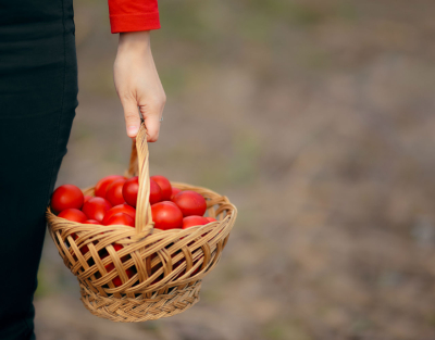 &Tau;&omicron; έ&theta;&iota;&mu;&omicron; &tau;&omega;&nu; &kappa;ό&kappa;&kappa;&iota;&nu;&omega;&nu; &alpha;&upsilon;&gamma;ώ&nu;