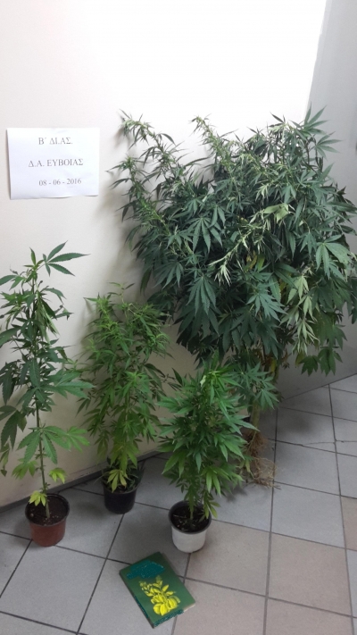 &Chi;&alpha;&lambda;&kappa;ί&delta;&alpha;-&Pi;&omicron;&nu;&eta;&rho;ά &phi;&upsilon;&tau;ά &sigma;&epsilon; &mu;&pi;&alpha;&lambda;&kappa;ό&nu;&iota;