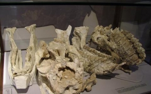 &Zeta;&omicron;ύ&gamma;&kappa;&lambda;&alpha; &sigma;&tau;&eta;&nu; &Beta;ό&rho;&epsilon;&iota;&alpha; &Epsilon;&upsilon;&beta;&omicron;&iota;&alpha;;