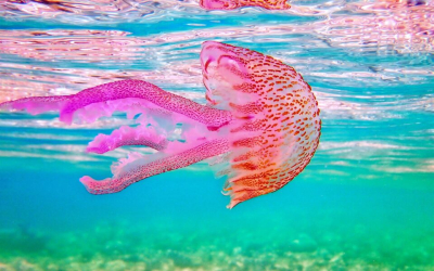 &Mu;&epsilon; &mu;έ&delta;&omicron;&upsilon;&sigma;&epsilon;&sigmaf; &gamma;έ&mu;&iota;&sigma;&epsilon; &gamma;&nu;&omega;&sigma;&tau;ή &pi;&alpha;&rho;&alpha;&lambda;ί&alpha; &tau;&eta;&sigmaf; &Epsilon;ύ&beta;&omicron;&iota;&alpha;&sigmaf;