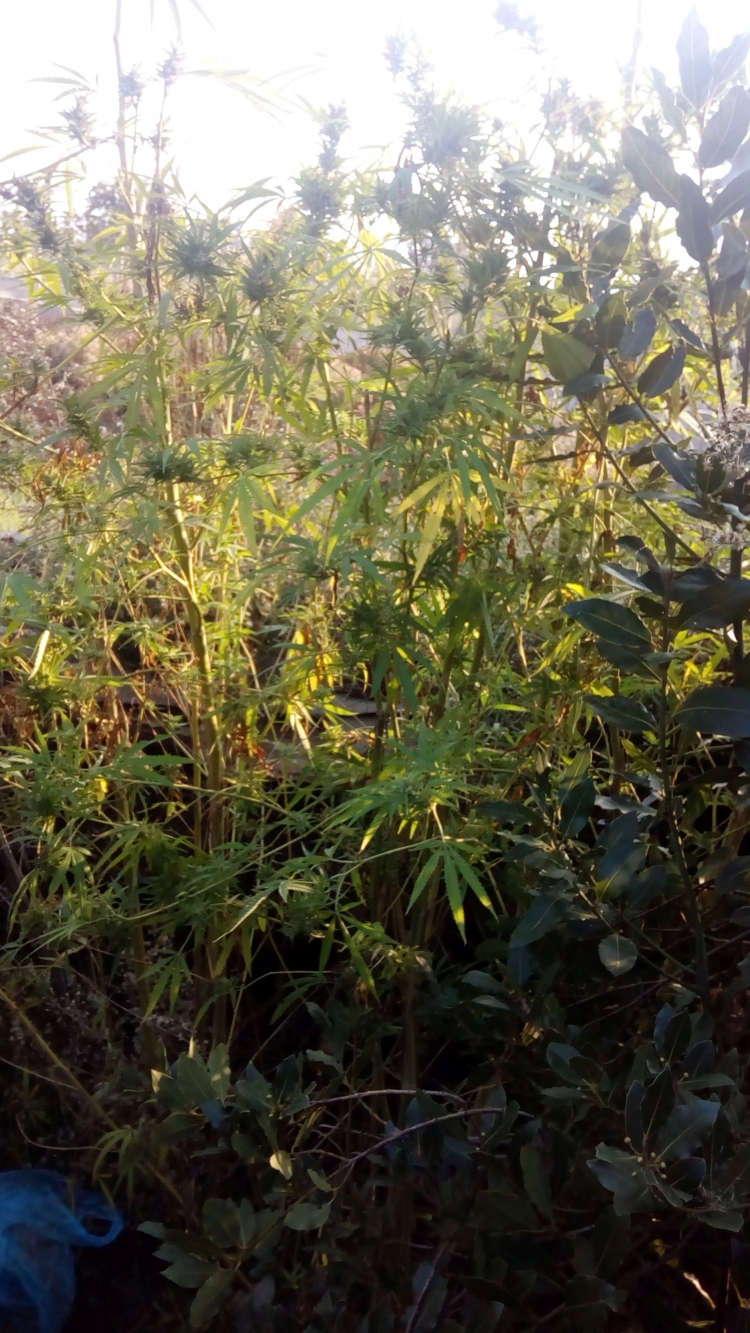 &Phi;ύ&tau;&epsilon;&psi;&epsilon; &chi;ό&rho;&tau;&alpha; &tau;&eta;&sigmaf; &chi;&alpha;&rho;ά&sigmaf;...