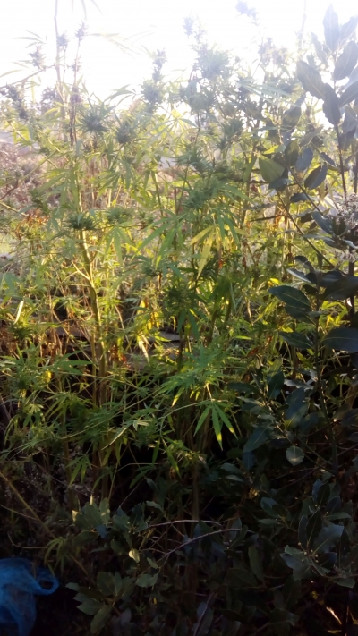 &Phi;ύ&tau;&epsilon;&psi;&epsilon; &chi;ό&rho;&tau;&alpha; &tau;&eta;&sigmaf; &chi;&alpha;&rho;ά&sigmaf;...