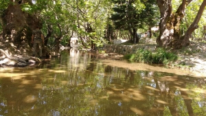 Έ&nu;&alpha;&sigmaf; &pi;&alpha;&rho;ά&delta;&epsilon;&iota;&sigma;&omicron;&sigmaf; &sigma;&tau;&eta;&nu; &Alpha;&mu;&pi;&omicron;&upsilon;&delta;&iota;ώ&tau;&iota;&sigma;&sigma;&alpha; &Epsilon;&upsilon;&beta;&omicron;ί&alpha;&sigmaf;